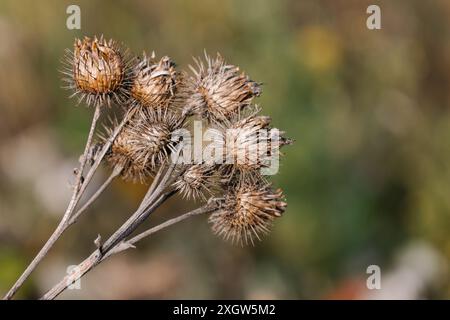 La plante de Burdock d'Herb de pruckly ou la plante d'Arctium de la famille des Asteraceae.Arcium brun sec moins.Têtes de graines séchées en automne.Bavures mûres avec aiguisées Banque D'Images