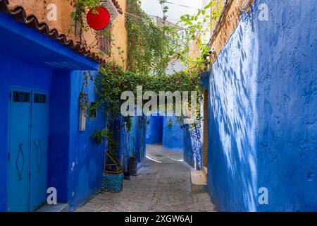 Les ruelles étroites avec des escaliers sont attrayantes pour les touristes, les vieux arbres de vigne. Maroc. Les maisons dans les tons de bleu et de blanc sont rêveuses et charmantes. Chefchao Banque D'Images