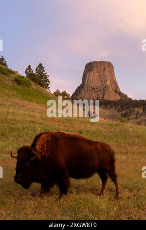 Buffalo paissant dans un champ sous Devils Tower National Monument dans le Wyoming Banque D'Images