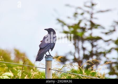 Corbeau perché sur le poteau en métal avec fond de verdure au niveau des yeux Banque D'Images