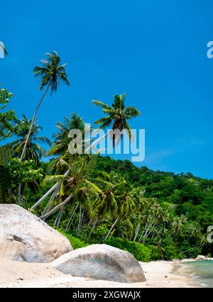 Un joyau caché à Penang, un lieu de voyage paradisiaque, appelé secret Beach, de beaux sables et des cocotiers bordant la plage, des vagues douces et Banque D'Images