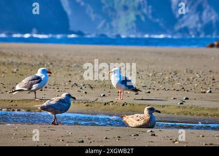 Mouettes sur Sandy Beach avec falaises et mer depuis Bird's Eye View Banque D'Images