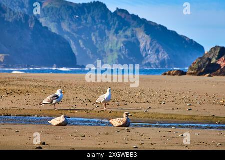 Mouettes sur Whaleshead Beach avec vue imprenable sur les falaises Banque D'Images