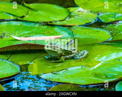 Grenouille comestible, Pelophylax esculentus, Basse-Saxe, Allemagne, Europe Banque D'Images