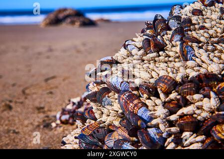 Moules colorées et Barnacles sur substrat rocheux au niveau de la plage Banque D'Images