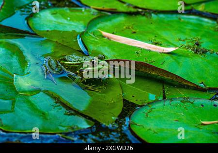 Grenouille comestible, Pelophylax esculentus, Basse-Saxe, Allemagne, Europe Banque D'Images