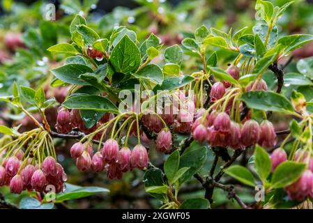 Fleurs d'Enkianthus campanulatus Banque D'Images