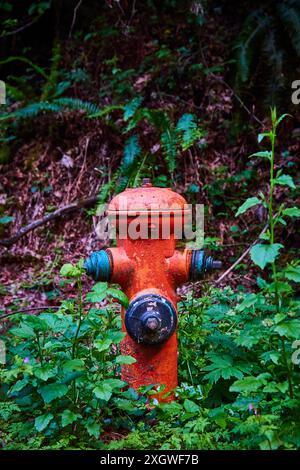 Bouche d'incendie orange rouillée dans un sous-bois vert luxuriant perspective à hauteur des yeux Banque D'Images