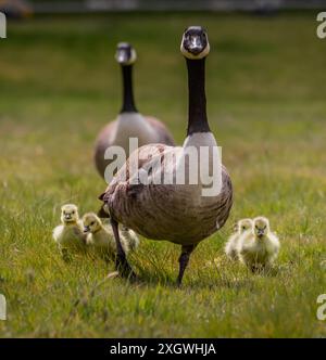 Couple de bernaches du Canada marchant sur l'herbe avec leurs quatre bébés oisons jaunes autour de la mère et le mâle derrière dans un parc à Londres Banque D'Images