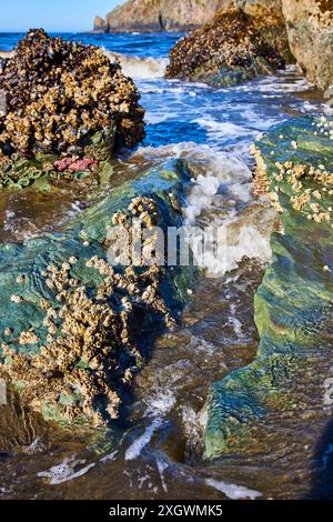 Tidepools et Barnacle Encrusted Rocks à hauteur des yeux à Brookings Oregon Banque D'Images