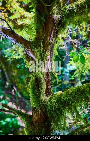 Gros plan sur un arbre couvert de mousse dans une forêt luxuriante Banque D'Images
