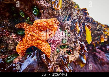 Étoiles de mer et anémones dans une vue macro colorée de la piscine des marées Banque D'Images