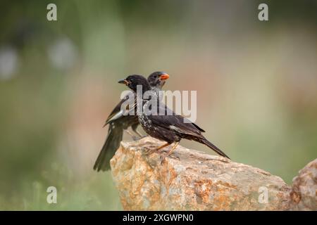 Deux juvéniles de Buffalo Weaver à bec rouge debout sur un rocher dans le parc national Kruger, Afrique du Sud ; espèce Bubalornis Niger famille des Ploceidae Banque D'Images