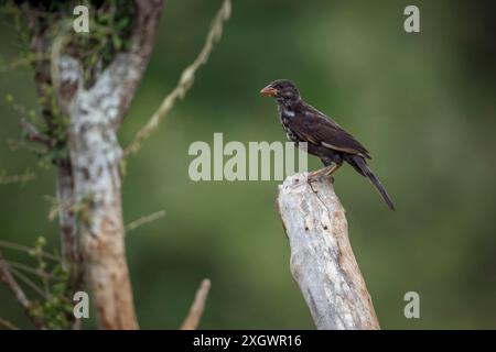 Juvénile de Buffalo Weaver à bec rouge debout sur une bûche dans le parc national Kruger, Afrique du Sud ; espèce Bubalornis Niger famille des Ploceidae Banque D'Images