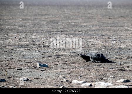 Missouri. Réserve naturelle nationale de Loess Bluffs. Tortue piquante, Chelydra serpentina marchant pour trouver de l'eau dans un lac frappé par la sécheresse. Banque D'Images