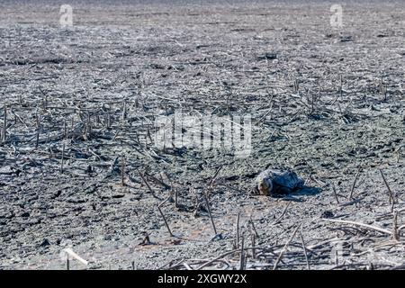 Missouri. Réserve naturelle nationale de Loess Bluffs. Tortue piquante, Chelydra serpentina marchant pour trouver de l'eau dans un lac frappé par la sécheresse. Banque D'Images