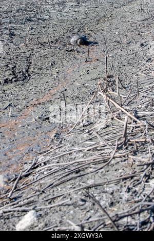 Missouri. Réserve naturelle nationale de Loess Bluffs. Tortue piquante, Chelydra serpentina marchant pour trouver de l'eau dans un lac frappé par la sécheresse. Banque D'Images