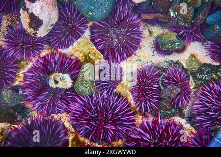 Oursins de mer violets dans une perspective rapprochée de Tide Pool Banque D'Images
