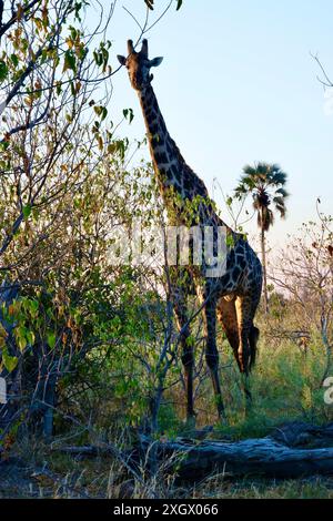 Girafe mâle plus âgée se nourrissant et étant soignée par les oiseaux Banque D'Images