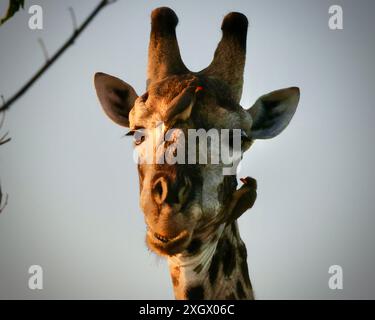 Girafe mâle plus âgée se nourrissant et étant soignée par les oiseaux Banque D'Images