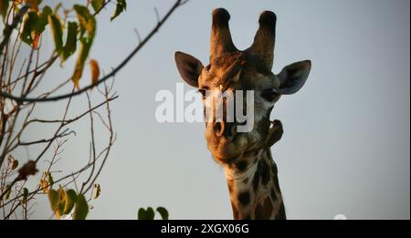 Girafe mâle plus âgée se nourrissant et étant soignée par les oiseaux Banque D'Images