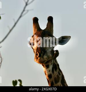 Girafe mâle plus âgée se nourrissant et étant soignée par les oiseaux Banque D'Images