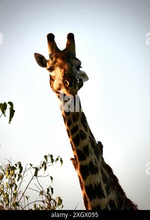 Girafe mâle plus âgée se nourrissant et étant soignée par les oiseaux Banque D'Images