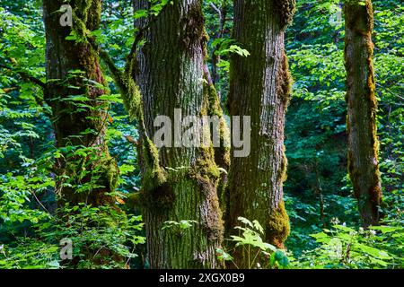 Arbres couverts de mousse dans la paisible forêt au niveau des yeux Banque D'Images