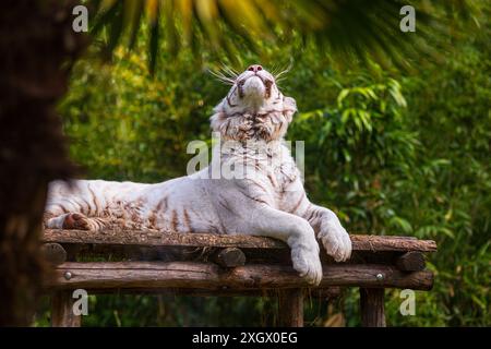 Tigre blanc drôle se relaxant, allongé sur une structure en bois dans la nature et levant les yeux Banque D'Images