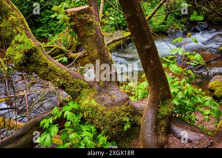Arbres couverts de mousse au-dessus du ruisseau dans la forêt sereine à hauteur des yeux Banque D'Images