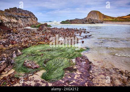 Formations rocheuses et algues à Seal Rock Coastline Low perspective Banque D'Images