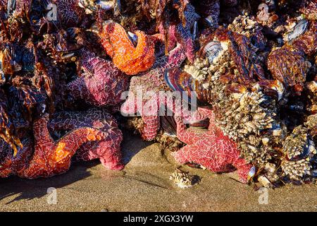 Gros plan sur les étoiles de mer colorées et la vie marine de Brookings Tide Pool Banque D'Images