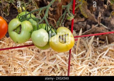 Catfacing de tomate sur tomate verte non mûre. Jardinage, produit taillé, maladie de jardin et concept de désordre. Banque D'Images