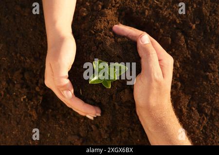 Couple protégeant les jeunes plants dans le sol, vue de dessus Banque D'Images