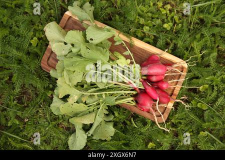 Bouquet de radis fraîchement récoltés sur herbe verte, vue de dessus Banque D'Images