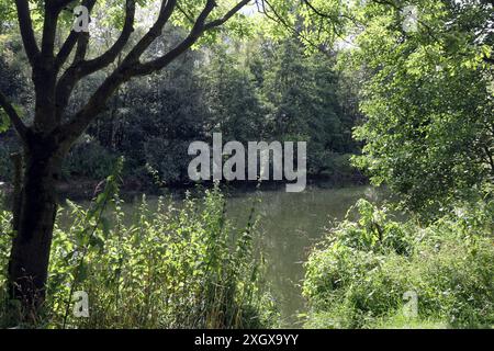 Laubmisch- und Auenwald Großflächiger Laubmischwald und Auenwald an der Ruhr BEI Essen im Sommer *** forêts mixtes de feuillus et de plaine inondable forêts mixtes de feuillus et de plaine inondable sur la Ruhr près d'Essen en été Banque D'Images