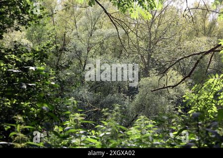 Laubmisch- und Auenwald Großflächiger Laubmischwald und Auenwald an der Ruhr BEI Essen im Sommer *** forêts mixtes de feuillus et de plaine inondable forêts mixtes de feuillus et de plaine inondable sur la Ruhr près d'Essen en été Banque D'Images