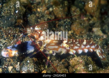 Crevettes Tiger Snapping, Alpheus bellulus, site de plongée de Pantai Parigi, plongée de nuit, détroit de Lembeh, Sulawesi, Indonésie Banque D'Images