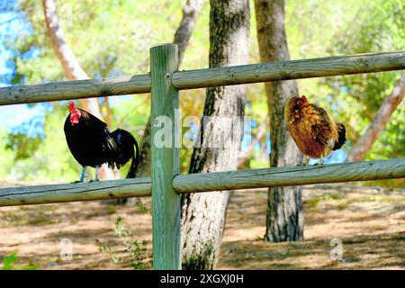 Deux coqs tôt le matin perchés sur une clôture de cour de ferme dans le parc de la Paloma Benalmadena Espagne Banque D'Images