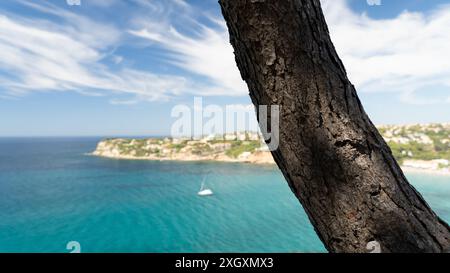 PIN méditerranéen sur une côte paradisiaque un jour d'été avec un ciel bleu et une eau turquoise sur laquelle un bateau navigue Banque D'Images