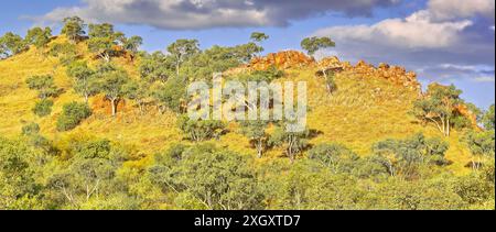 Lumière en fin d'après-midi sur un affleurement rocheux rouge dans un maquis de spinifex avec un ciel bleu d'eucalyptus au barrage de Chinaman's Creek, Cloncurry, Queensland, Australie Banque D'Images