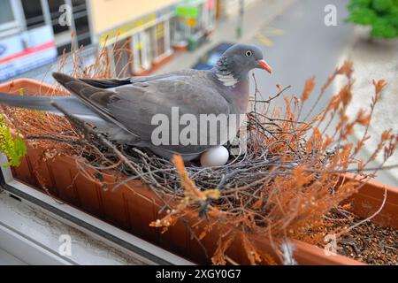 Une colombe est assise sur un œuf. Les pigeons nichent dans la ville. Nid de pigeon sur un rebord de fenêtre dans une ville Banque D'Images