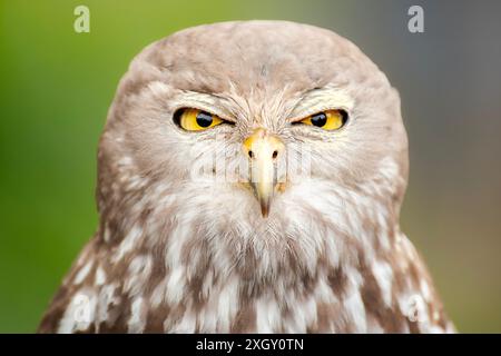 Le hibou aboyant ou boobook aboyant, également connu sous le nom de chouette à clin d'œil, est une espèce d'oiseau nocturne originaire de l'Australie continentale. Banque D'Images