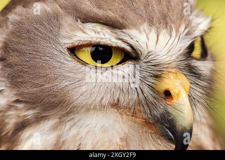 Le hibou aboyant ou boobook aboyant, également connu sous le nom de chouette à clin d'œil, est une espèce d'oiseau nocturne originaire de l'Australie continentale. Banque D'Images