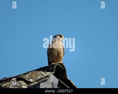 Kestrel est assis sur le coin d'un toit de maison et montre Banque D'Images