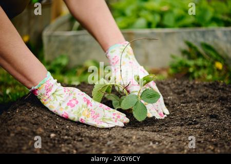 Mains d'une agricultrice méconnaissable dans des gants de protection replantant des plants de fraises sur un parterre de fleurs tout en étant assis sur des squats Banque D'Images