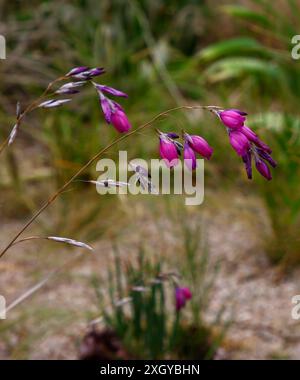 Hochant la fleur rose-violet de la plante pérenne à feuilles persistantes dierama pulcherrimum. Banque D'Images