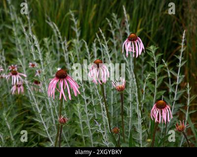 Gros plan de la fleur rose pâle de la plante herbacée vivace rustique de prairie echinacea pallida. Banque D'Images