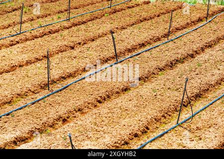 Vue de dessus de jeunes plantes poussant à la ferme biologique et approvisionnements d'arrosage. Culture des légumes et des herbes. Système d'irrigation au goutte-à-goutte automatisé. Banque D'Images