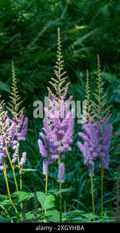 Astilbe (Astilbe rubra) - une plante vivace compacte avec des panicules florales pyramidales épaisses. Banque D'Images